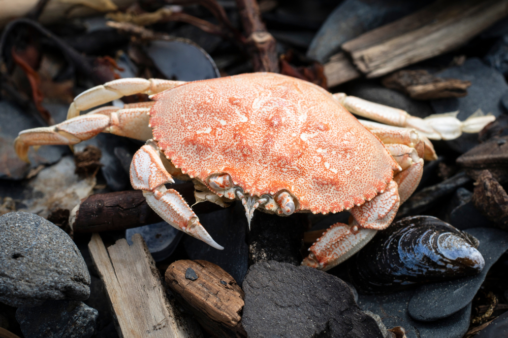 Macro of crab in tidal zone at Tonsina Point, Seward, Alaska