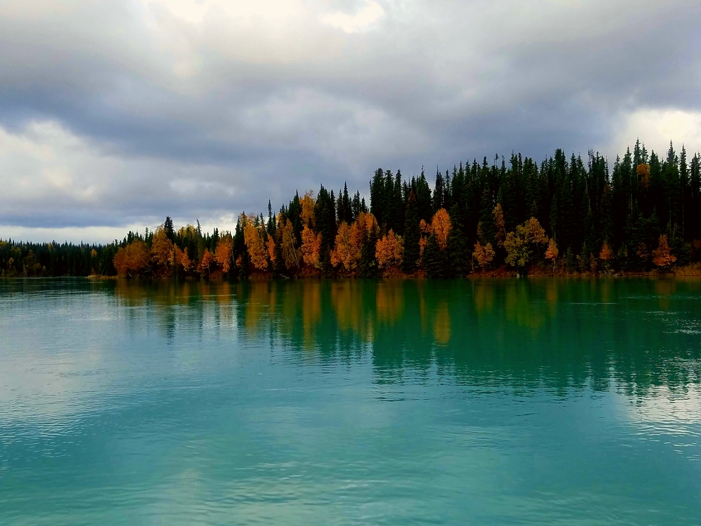 Fall on the kasilof river in alaska