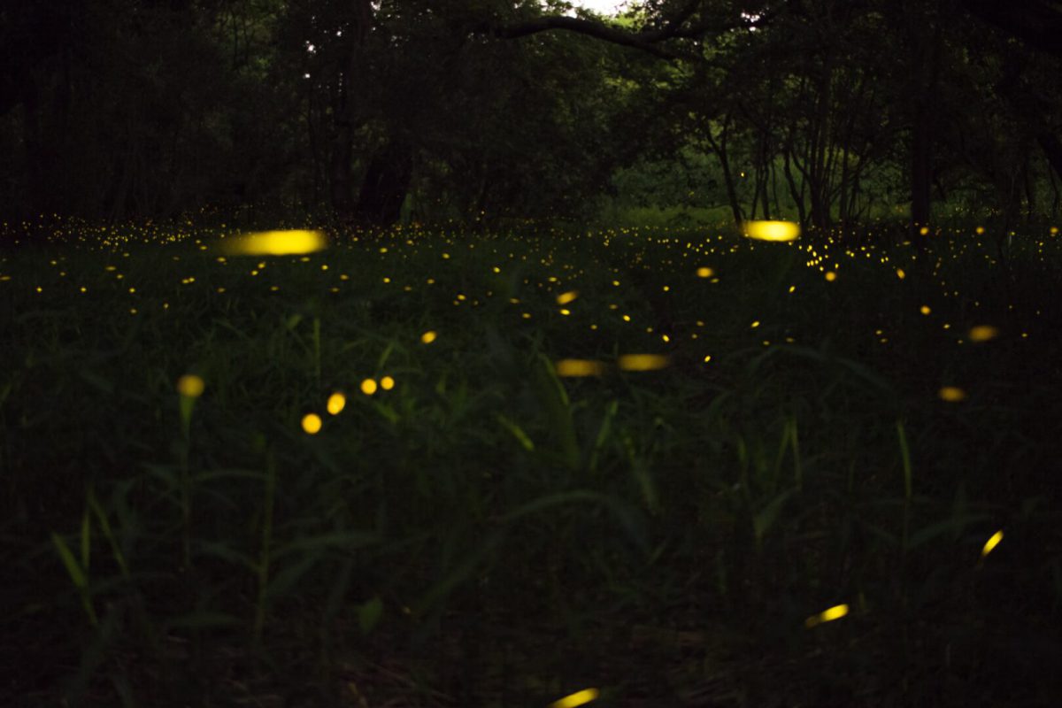 Fireflies at Great Smoky Mountains National Park RVshare