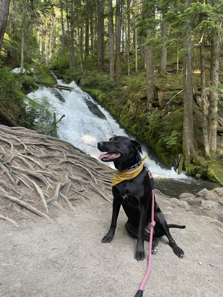 Dog poses near waterfall in the woods