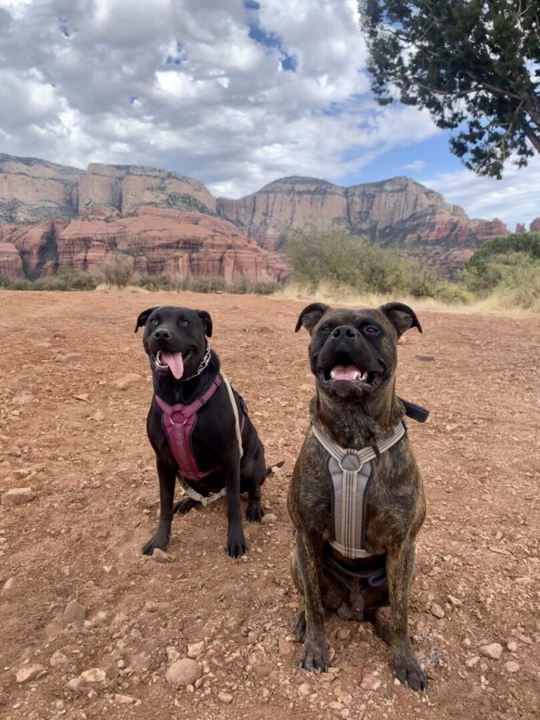 Two dogs pose near a red rock landscape