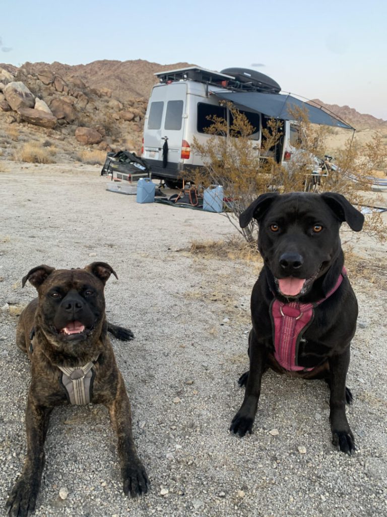 Two dogs sit outside their camper van